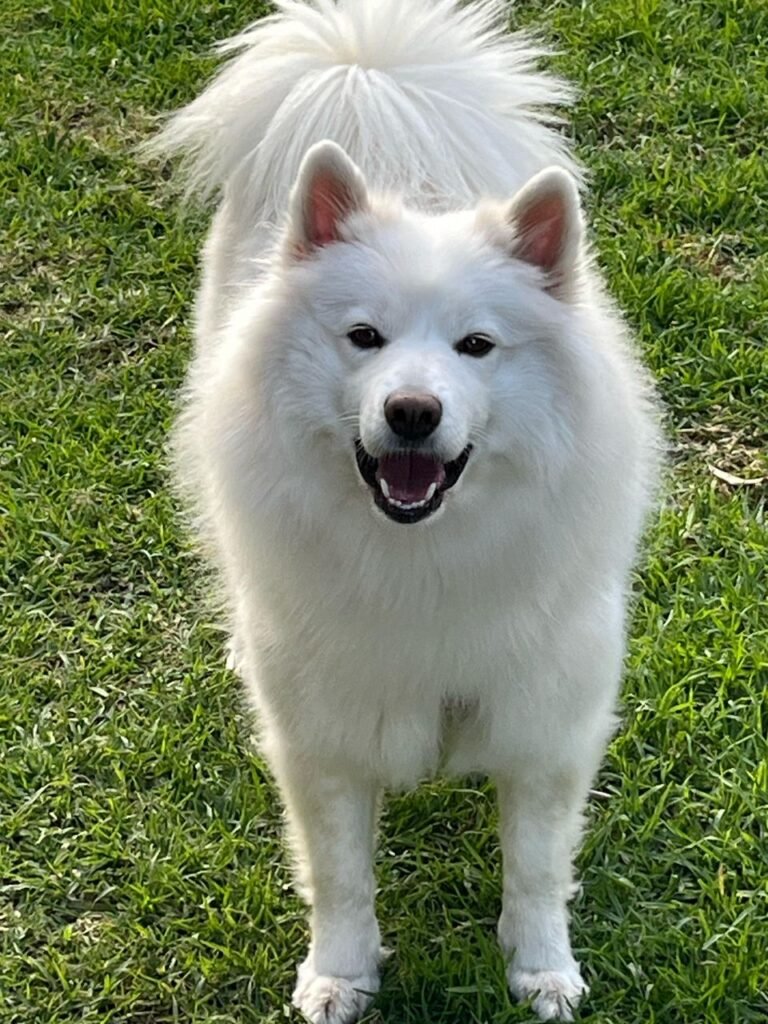 A Samoyed and Her Cat Friends Are Coming to Malaysia!